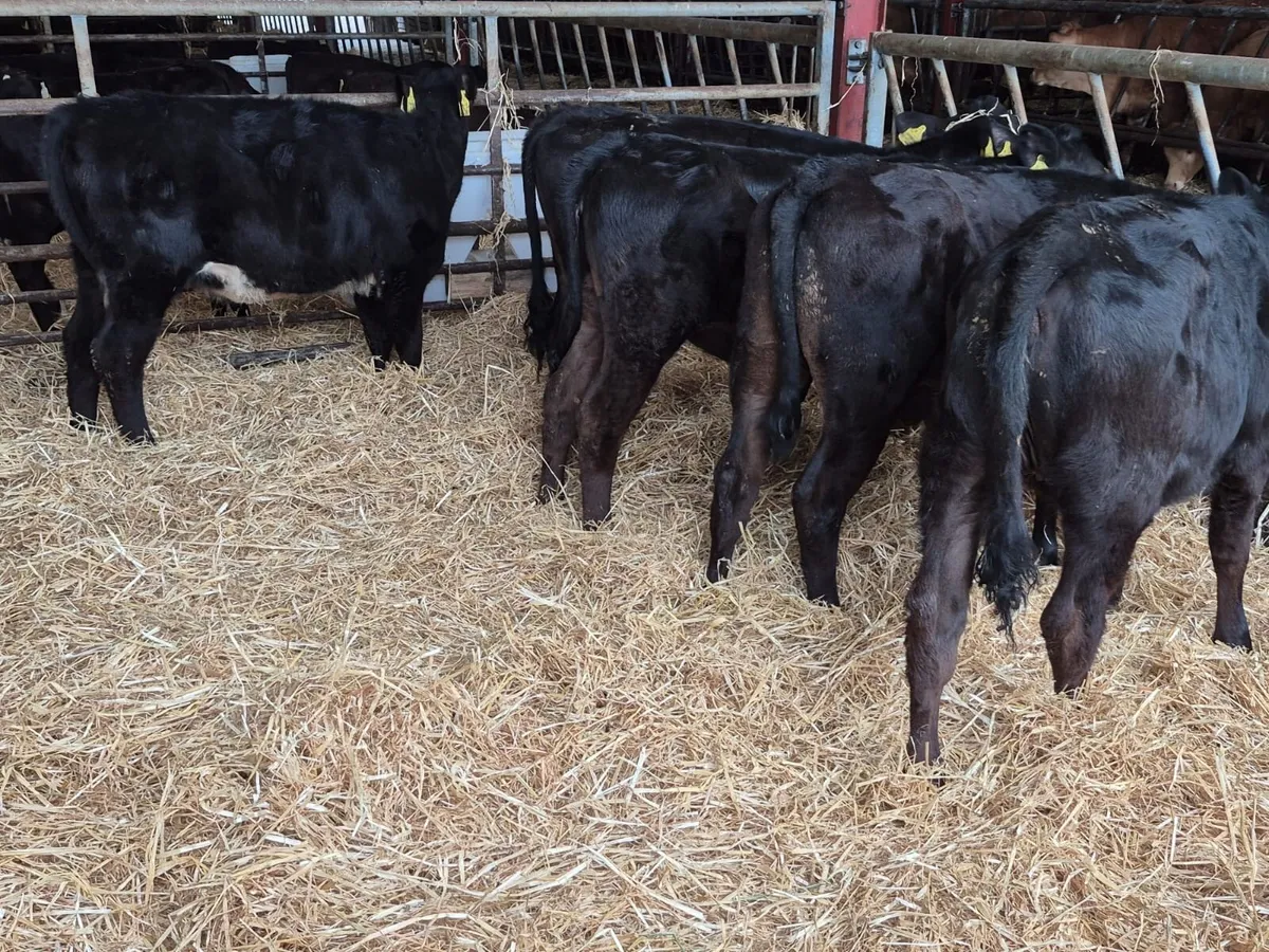 5 Angus Heifers (From one farm) - Image 4