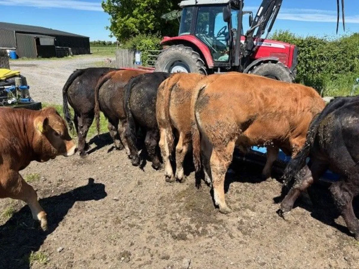Selection of weanling bulls - Image 1