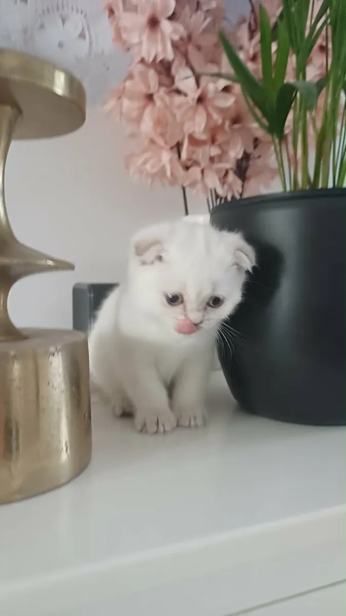 scottish fold kitten for sale - Image 4