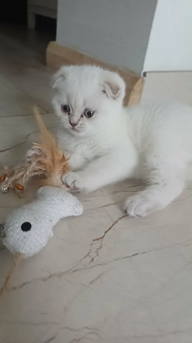 scottish fold kitten for sale - Image 2