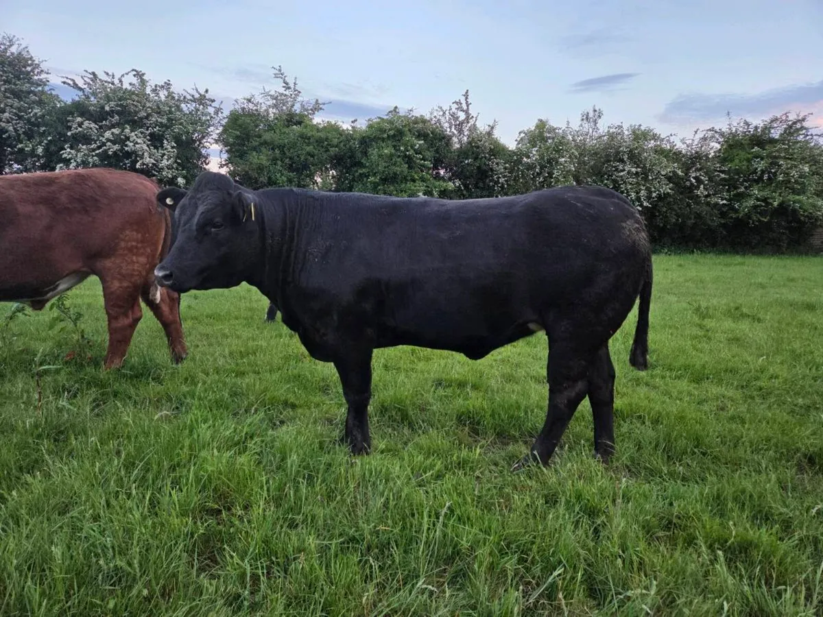 Breeding heifer - Image 4