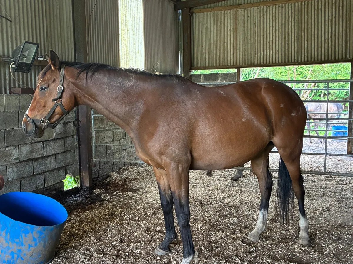 8 year old Thoroughbred Mare - Image 2