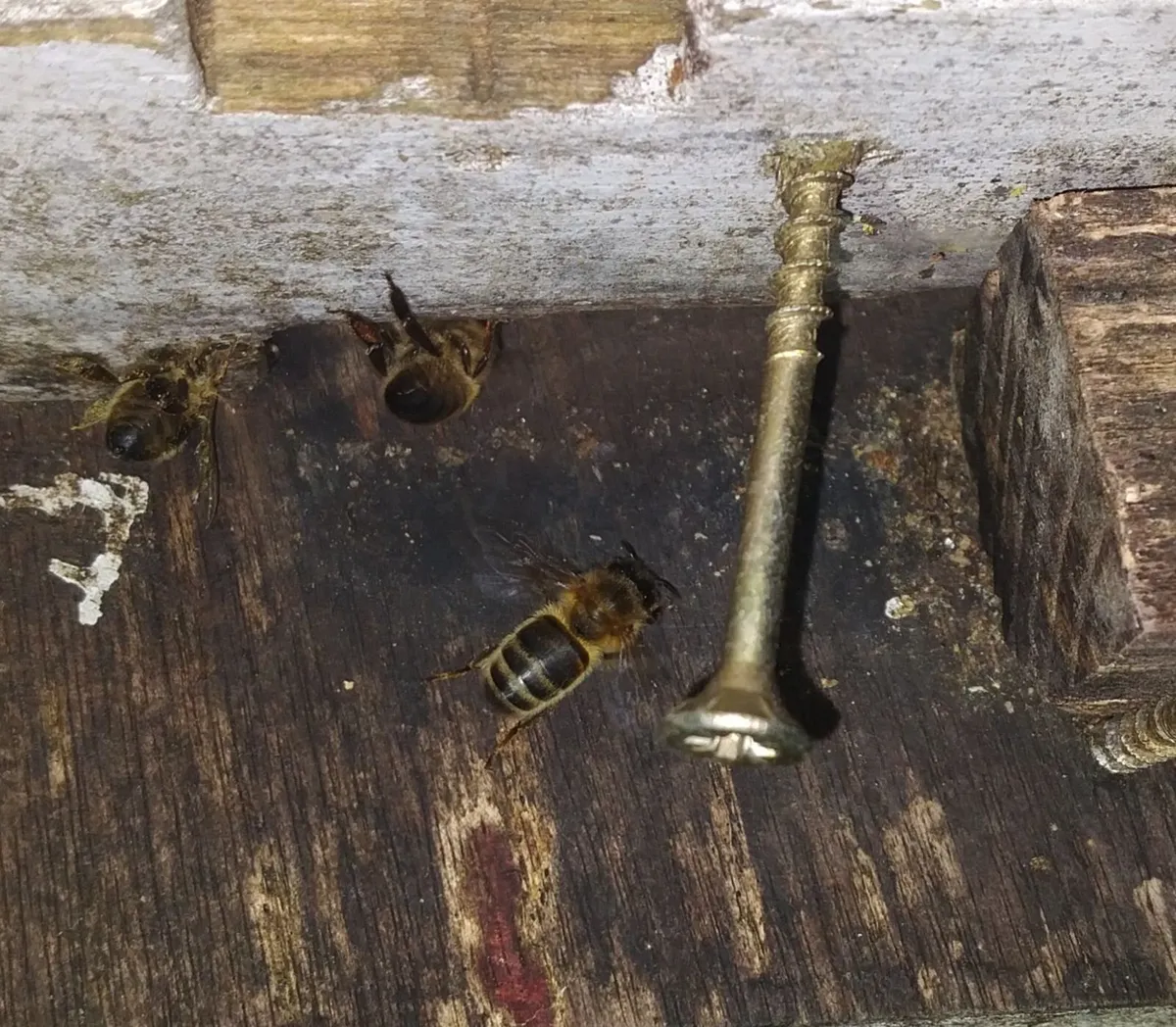 Bees - Image 3