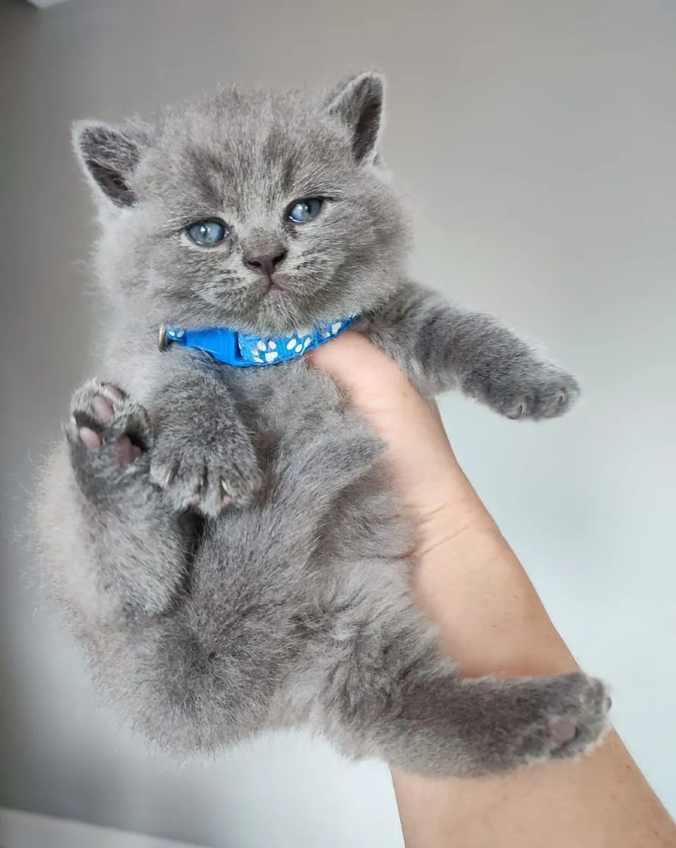 Amazing Purebred British Shorthair kittens - Image 1