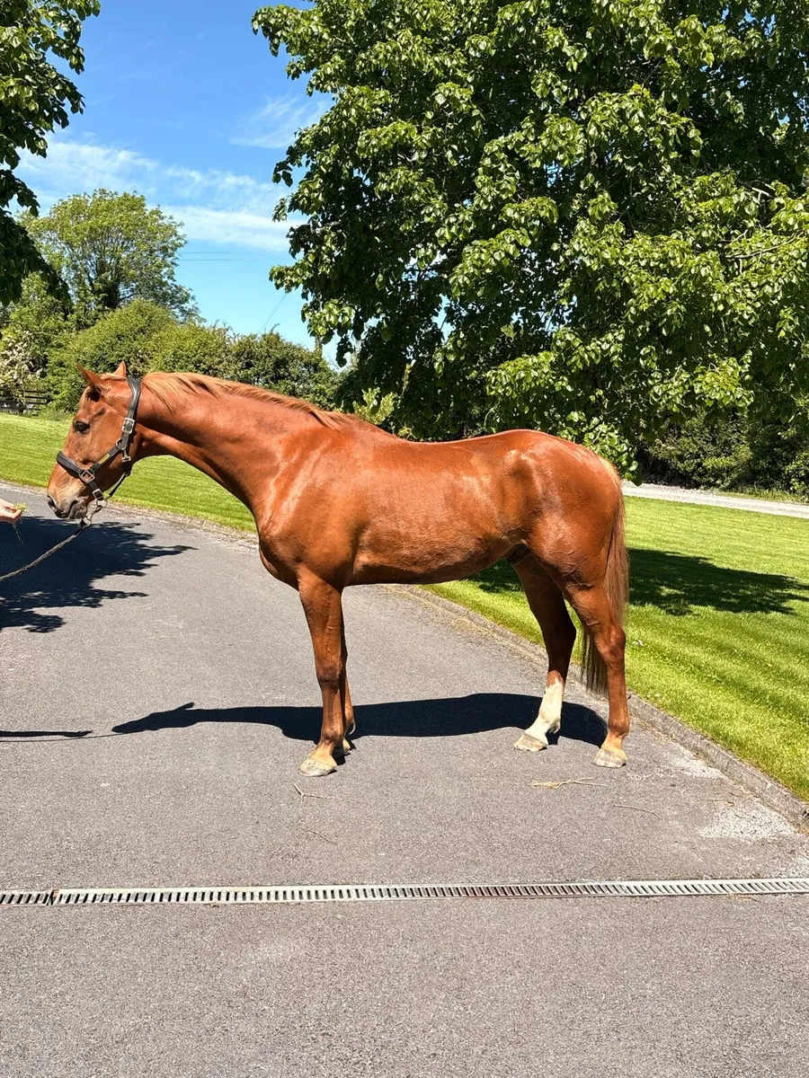 6 year old gelding - Image 1
