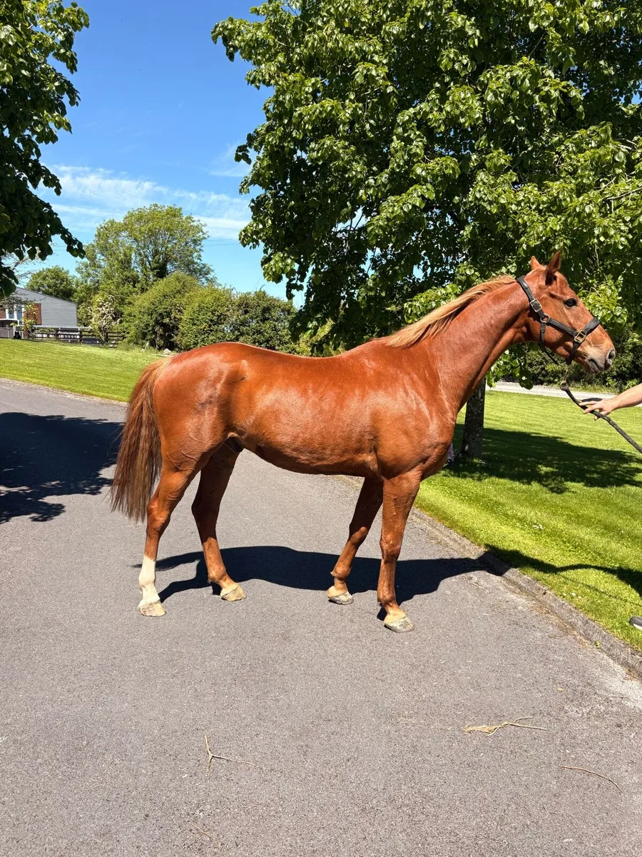6 year old gelding - Image 2