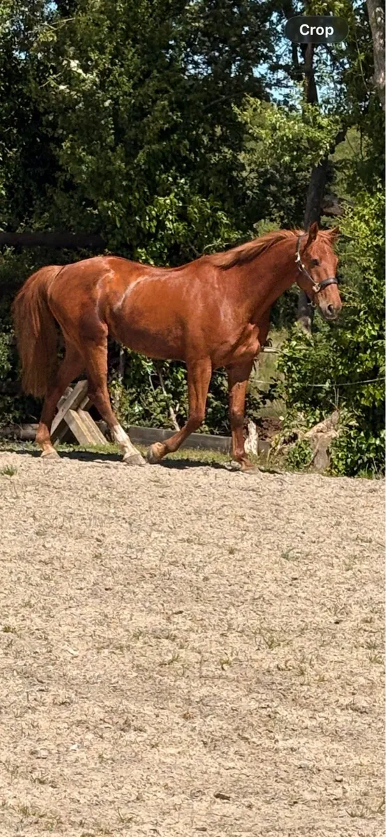 6 year old gelding - Image 3
