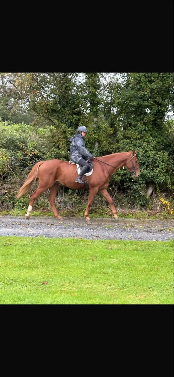 6 year old gelding - Image 4