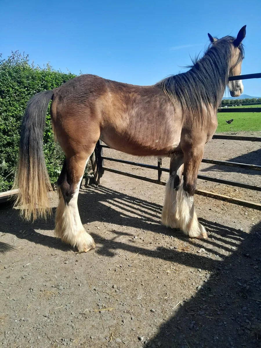 Clydesdale Filly - Image 1
