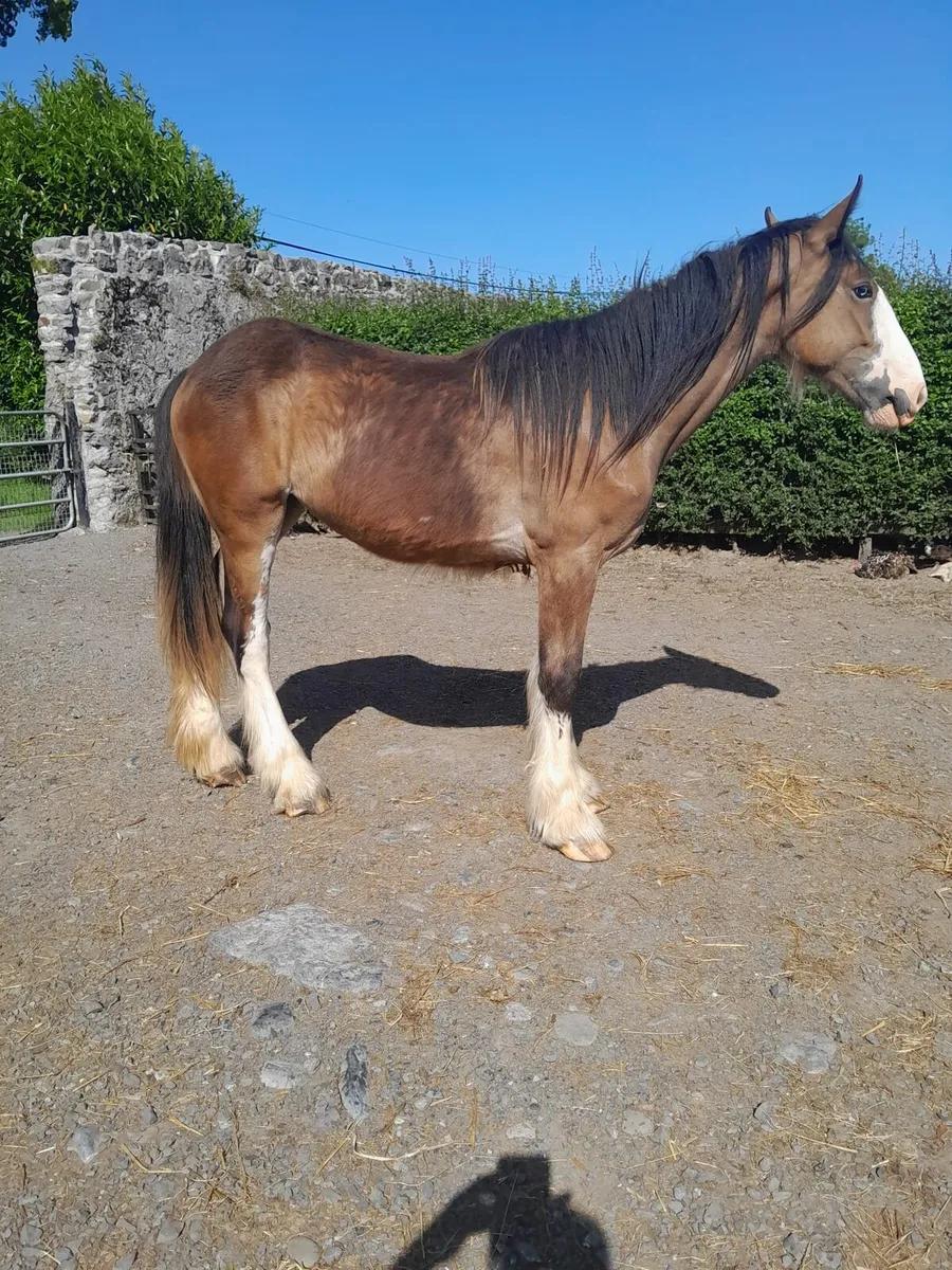 Clydesdale Filly - Image 2