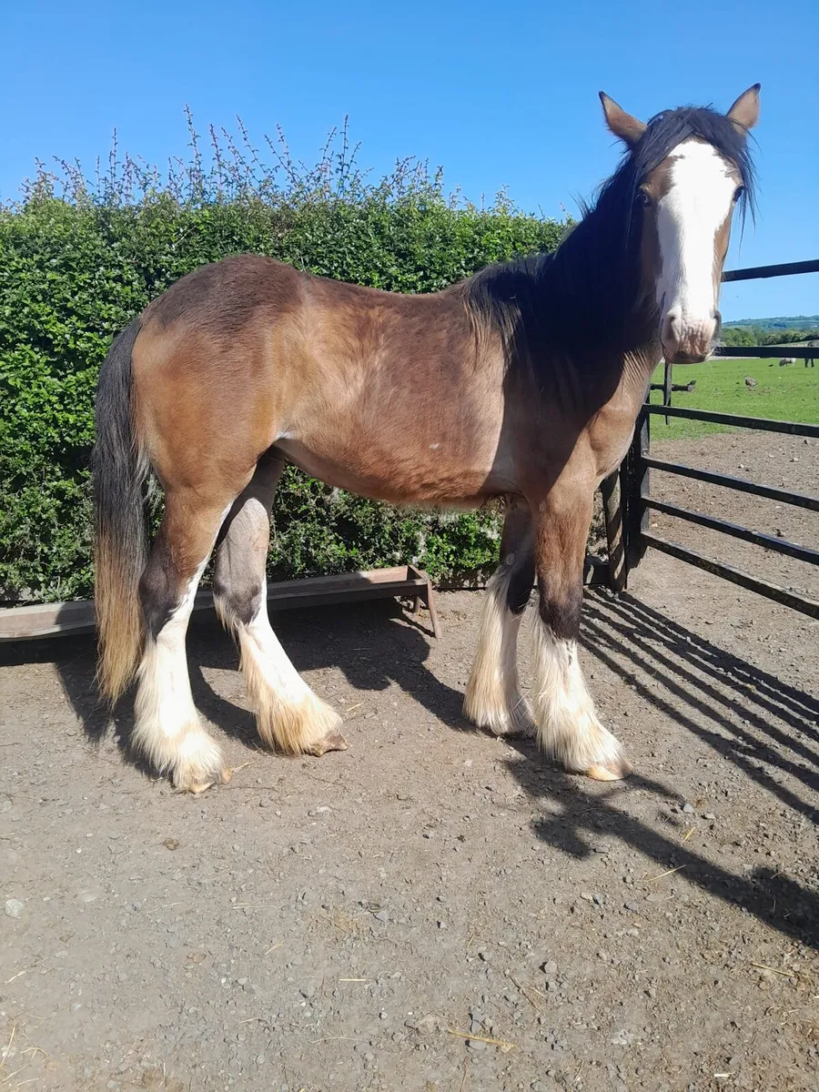 Clydesdale Filly - Image 3