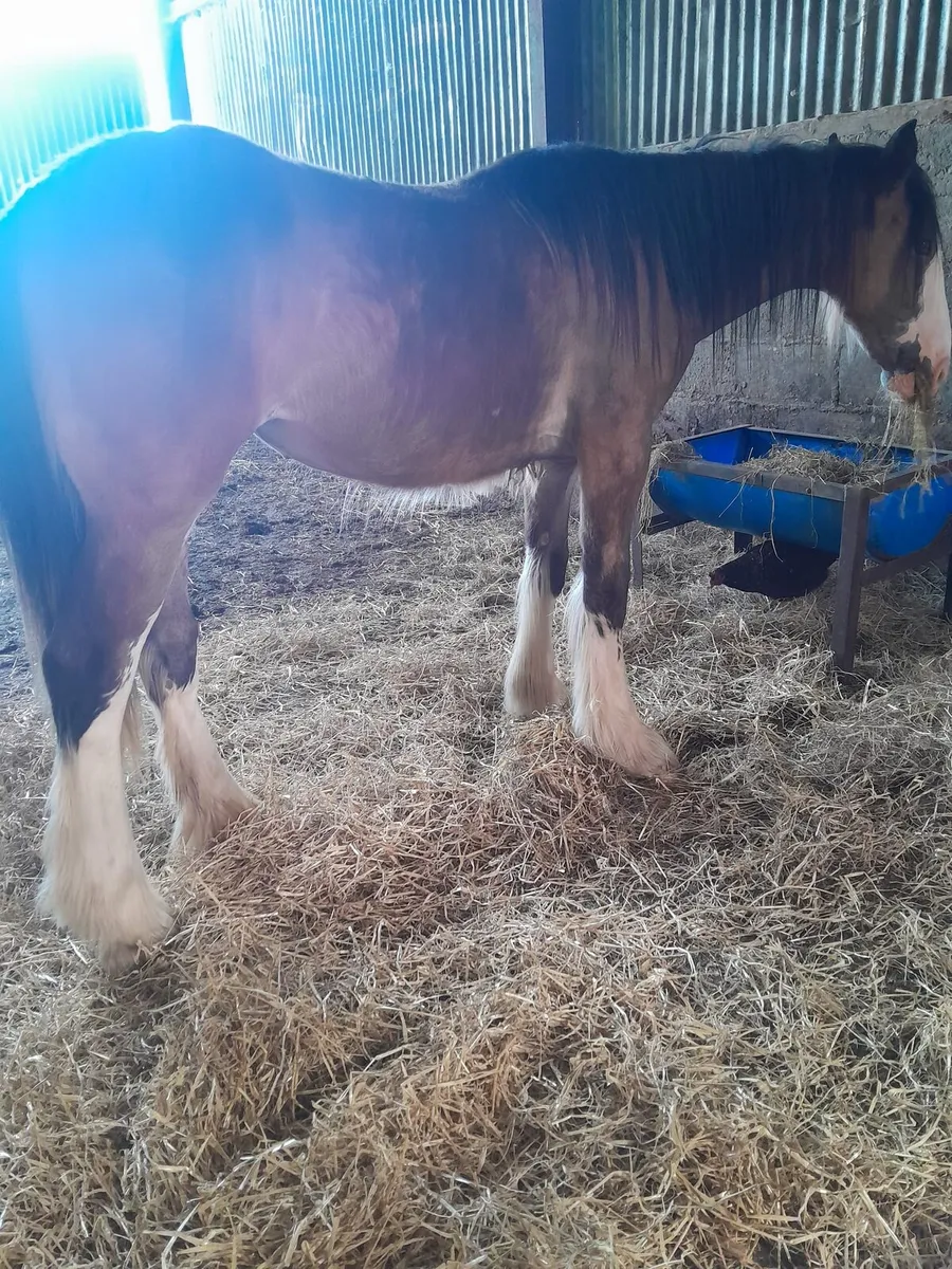 Clydesdale Filly - Image 4