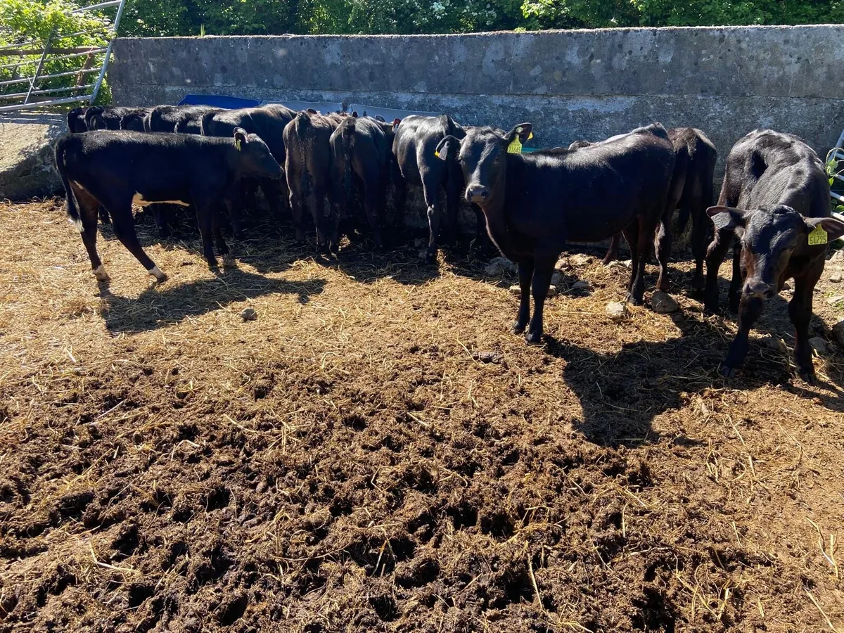 AA BULLAS & HEIFERS - Image 2