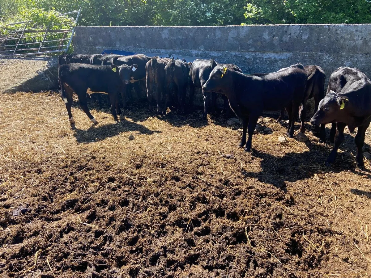AA BULLAS & HEIFERS - Image 3