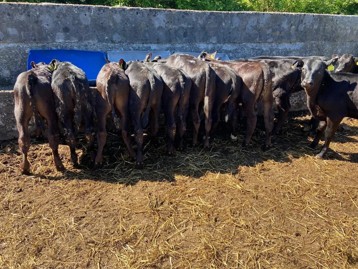 AA BULLAS & HEIFERS - Image 1
