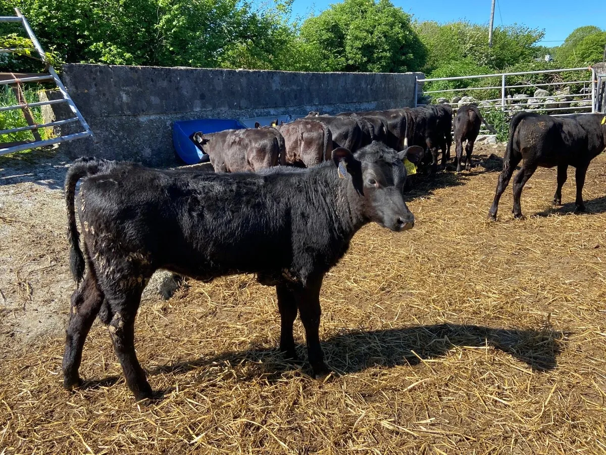 AA BULLAS & HEIFERS - Image 4