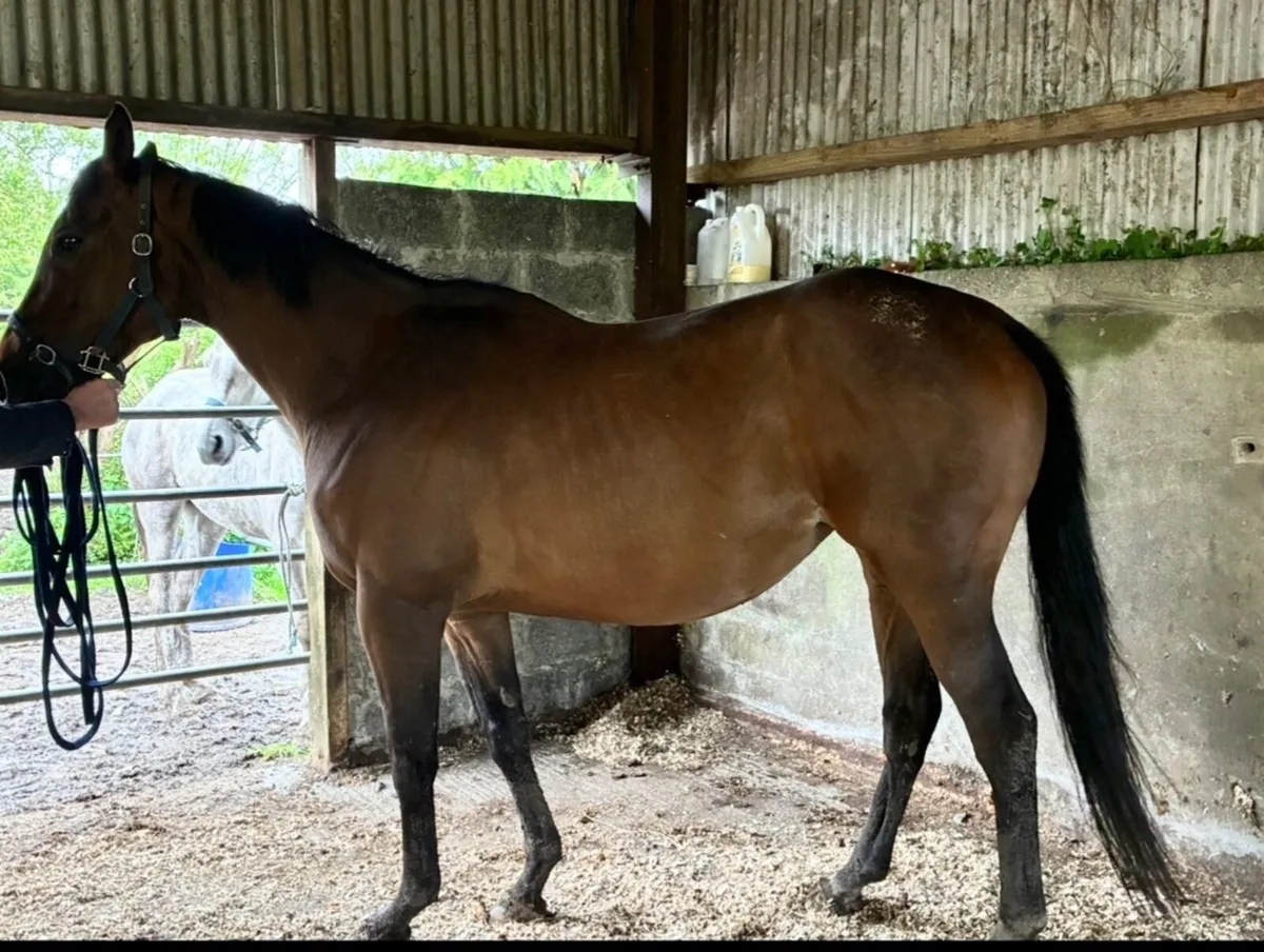 7 year old thoroughbred mare - Image 1