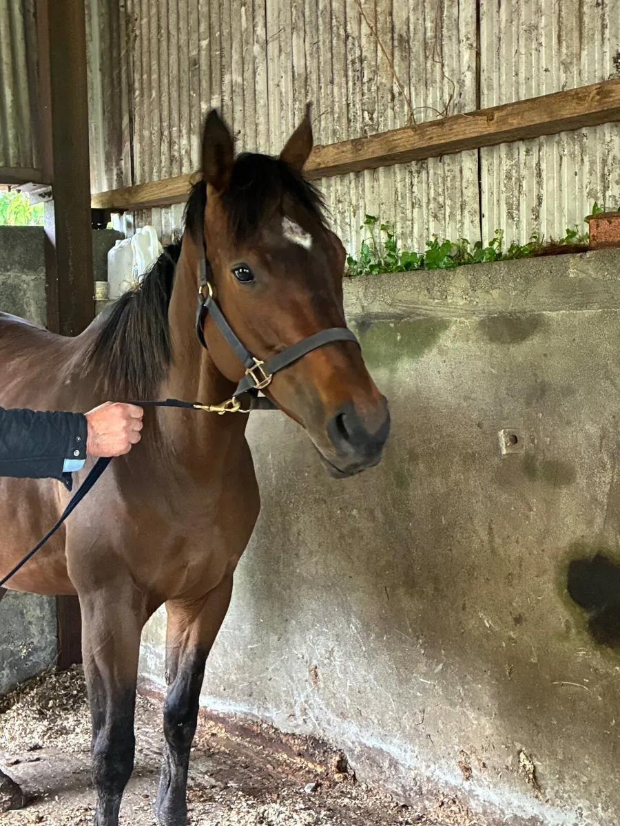 7 year old thoroughbred mare - Image 2