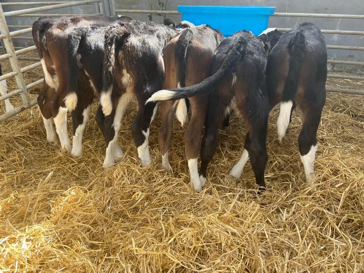 STRONG HEREFORD & AA HEIFERS - Image 3