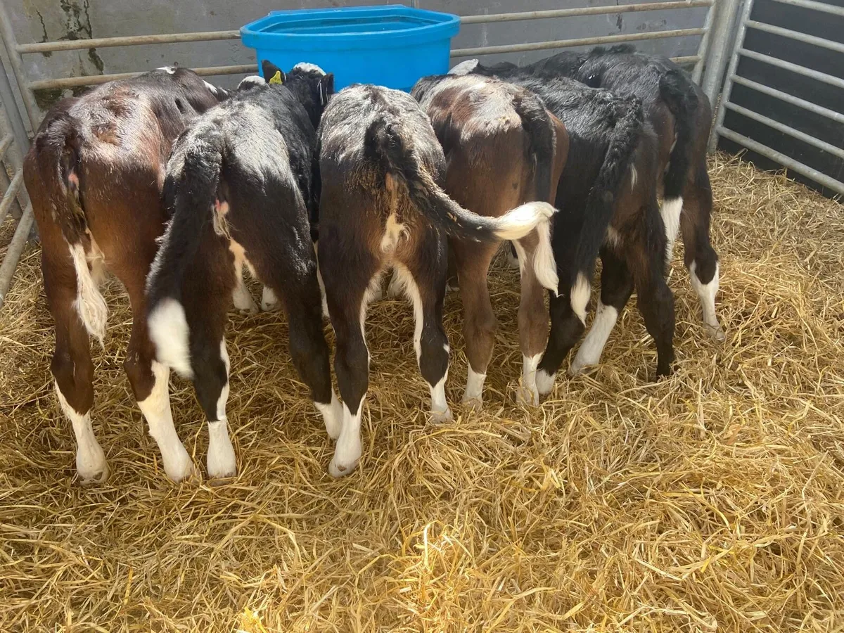 STRONG HEREFORD & AA HEIFERS - Image 4