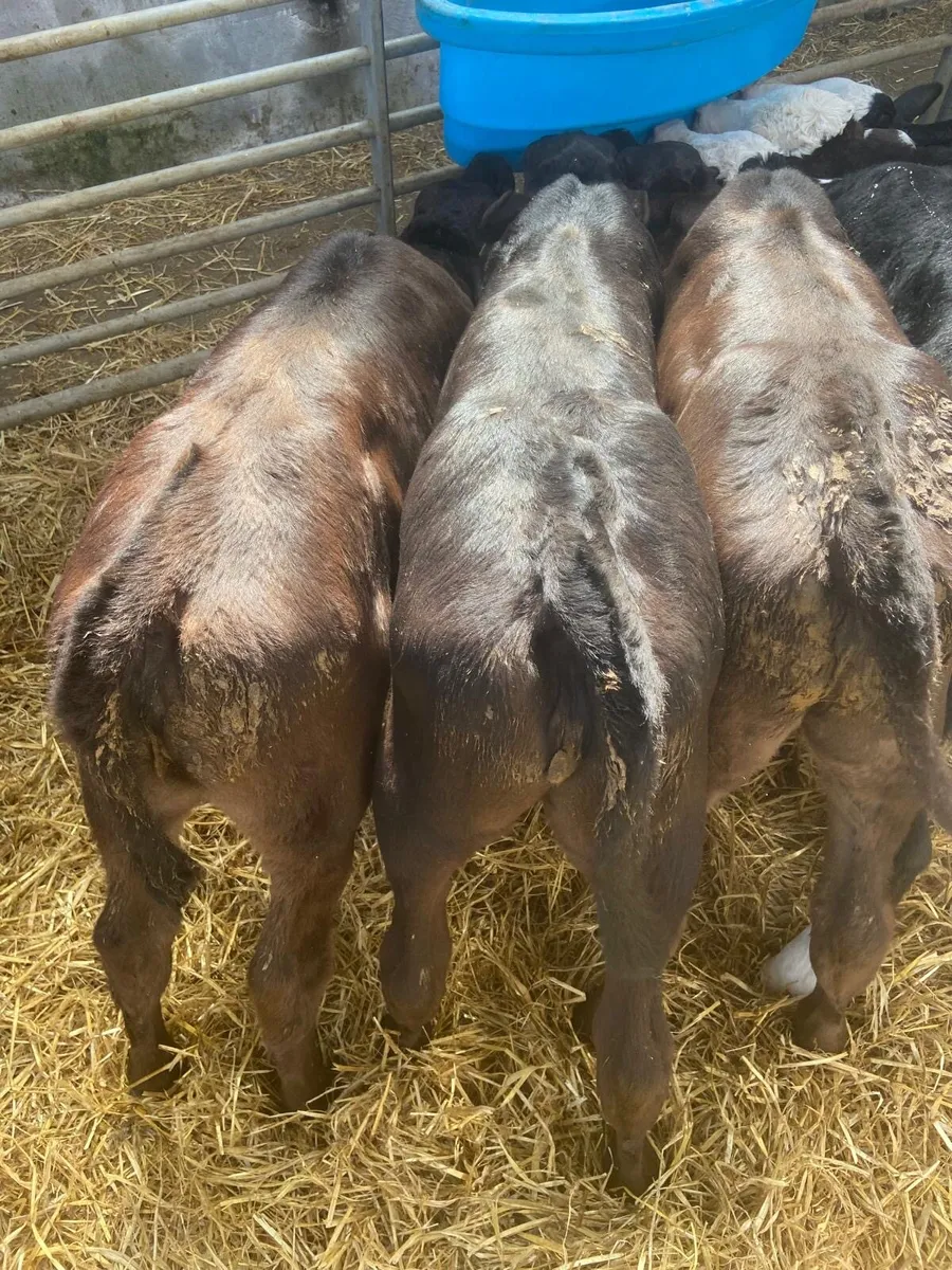 STRONG HEREFORD & AA HEIFERS - Image 1
