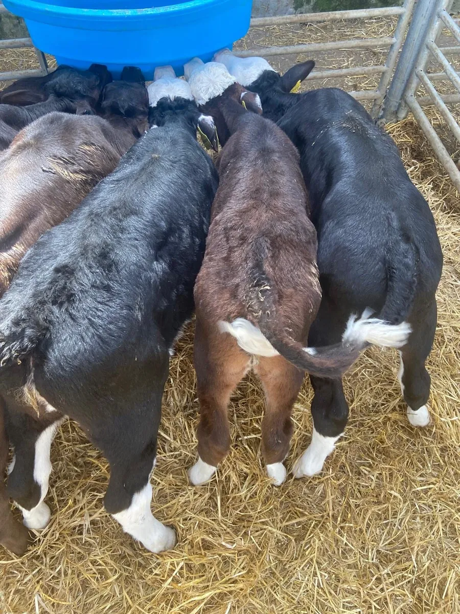 STRONG HEREFORD & AA HEIFERS - Image 2