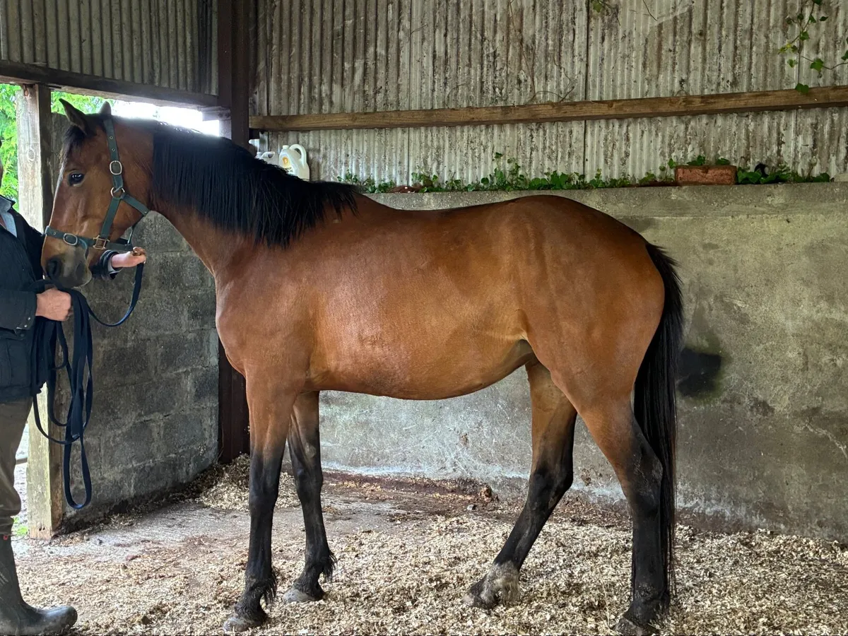 4 year old ISH Filly - Image 2