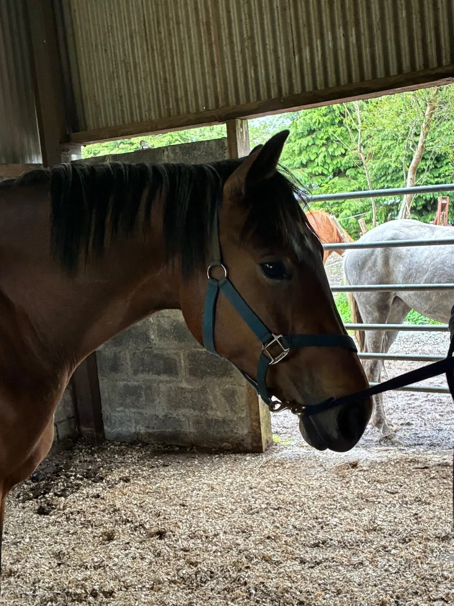 4 year old ISH Filly - Image 1