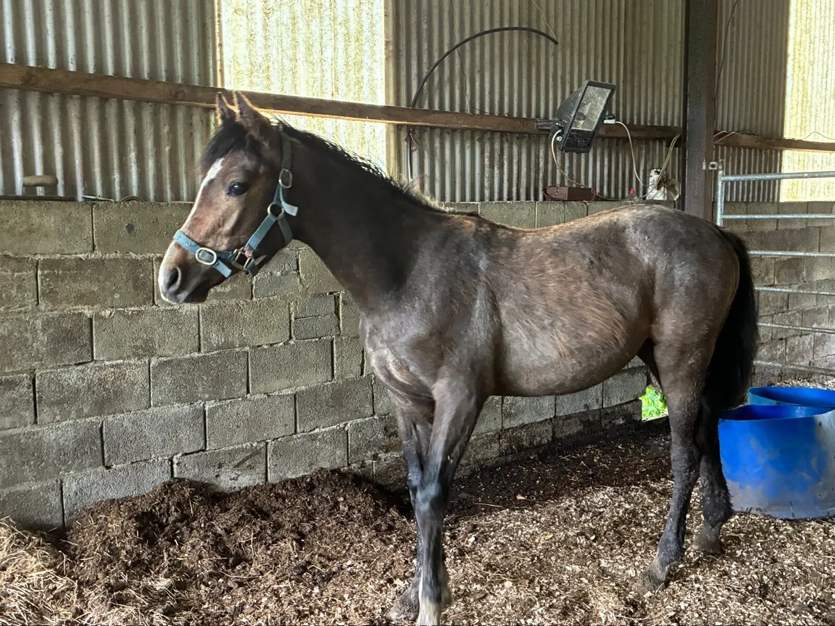 Yearling Traditional Irish sport horse Colt - Image 2