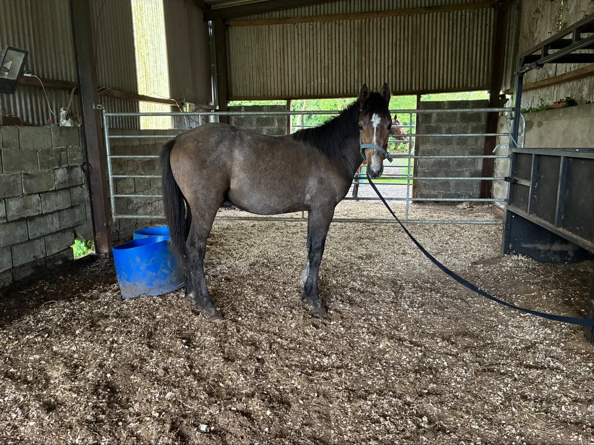 Yearling Traditional Irish sport horse Colt - Image 1