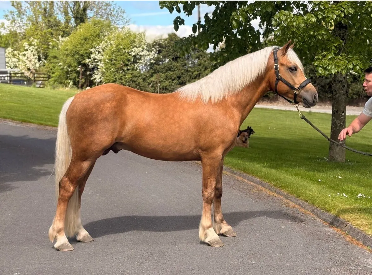 ⭐Class 1 Connemara stallion ⭐outcross - Image 1