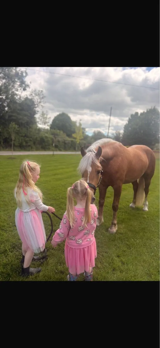 ⭐Class 1 Connemara stallion ⭐outcross - Image 2