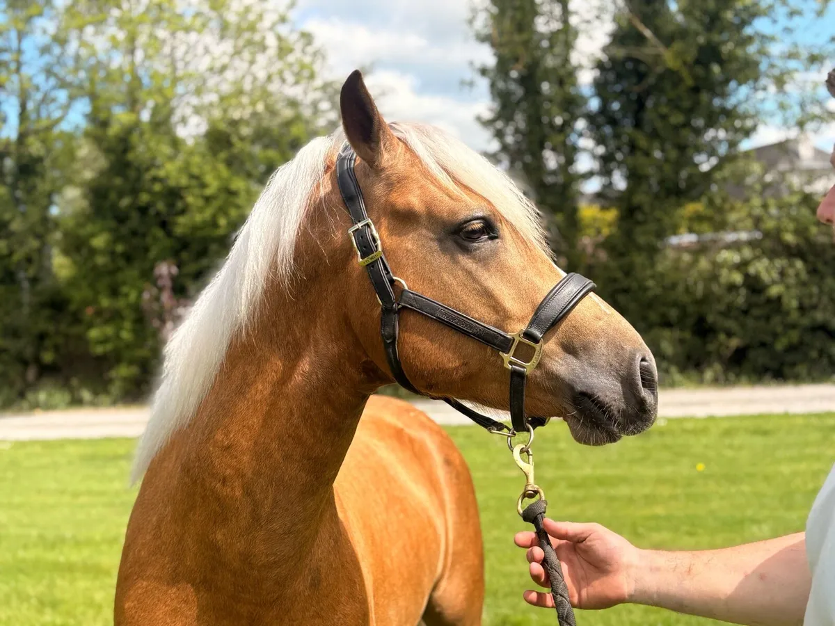 ⭐Class 1 Connemara stallion ⭐outcross - Image 4