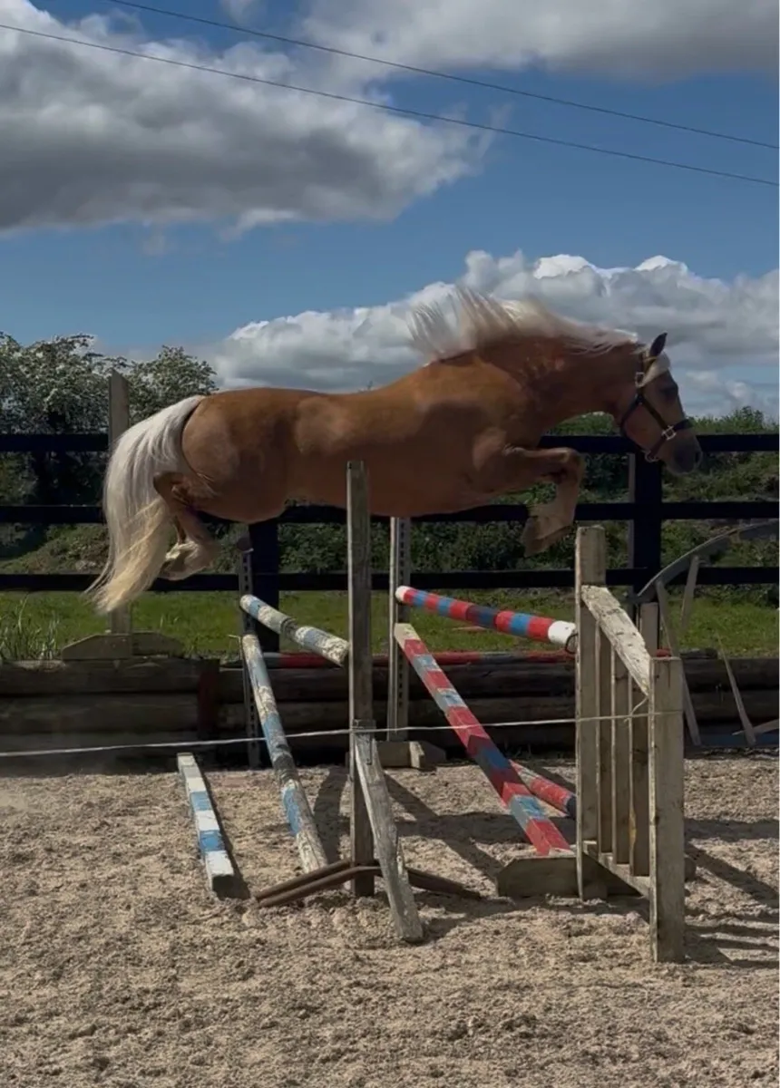 ⭐Class 1 Connemara stallion ⭐outcross - Image 3