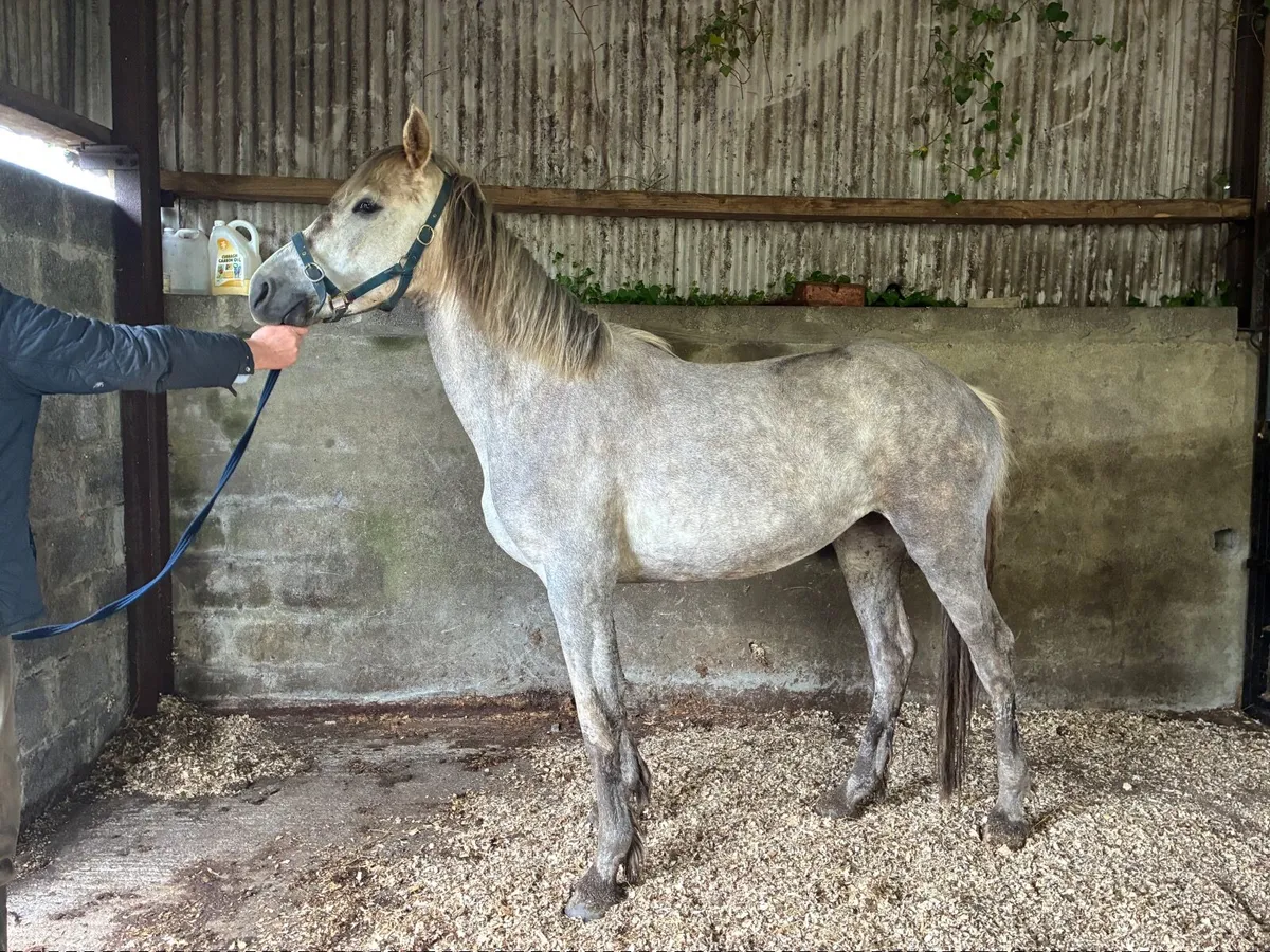 2 year old Irish sport horse Filly - Image 2