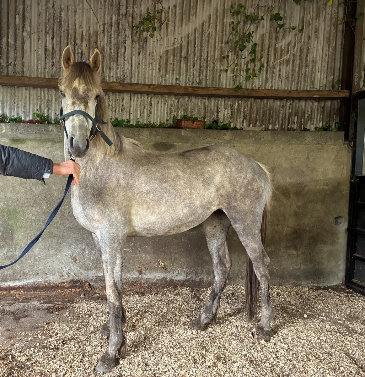 2 year old Irish sport horse Filly - Image 1