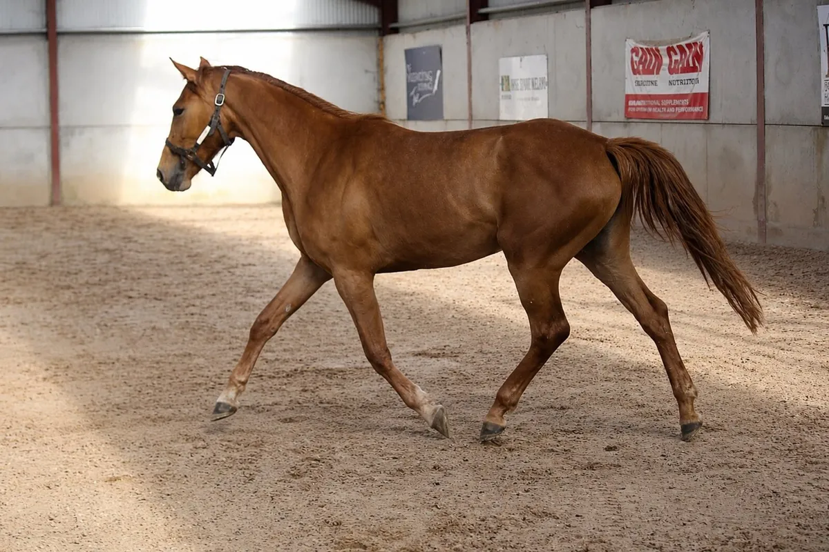 Beautiful well related 3 year old - Image 2