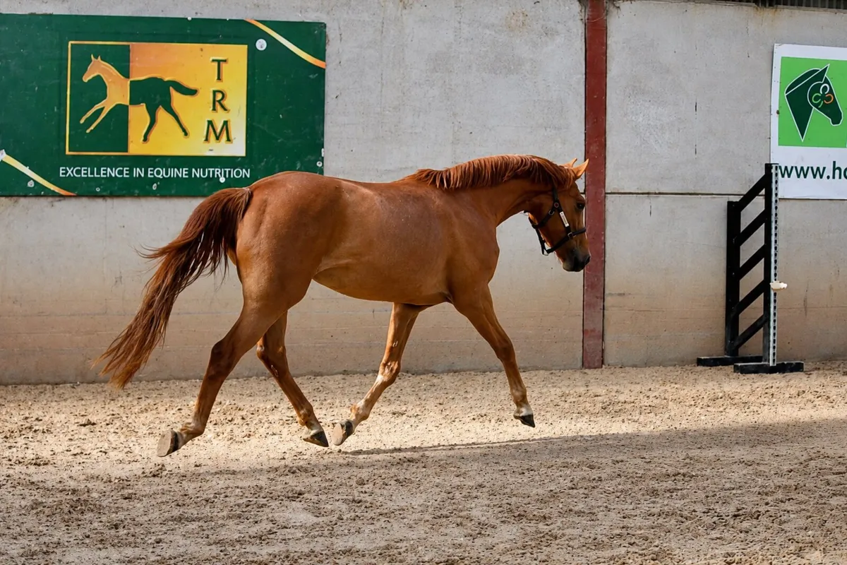 Beautiful well related 3 year old - Image 3