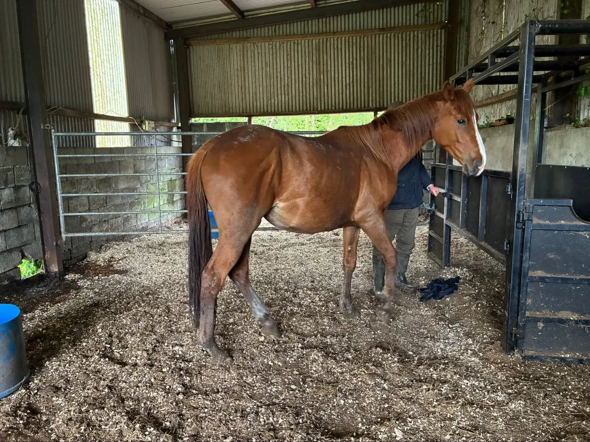 Traditional Irish sport horse filly - Image 2