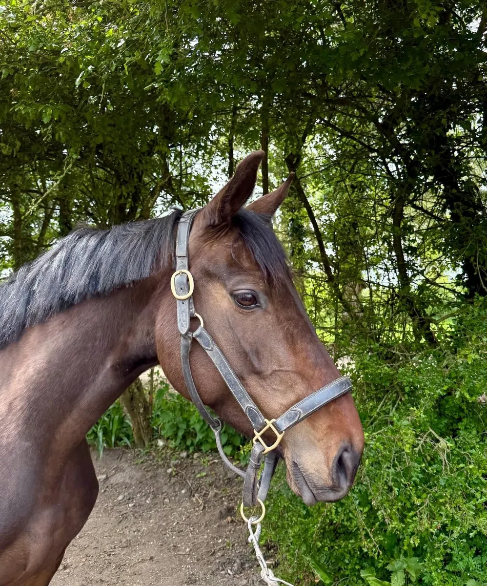 horse - Image 1