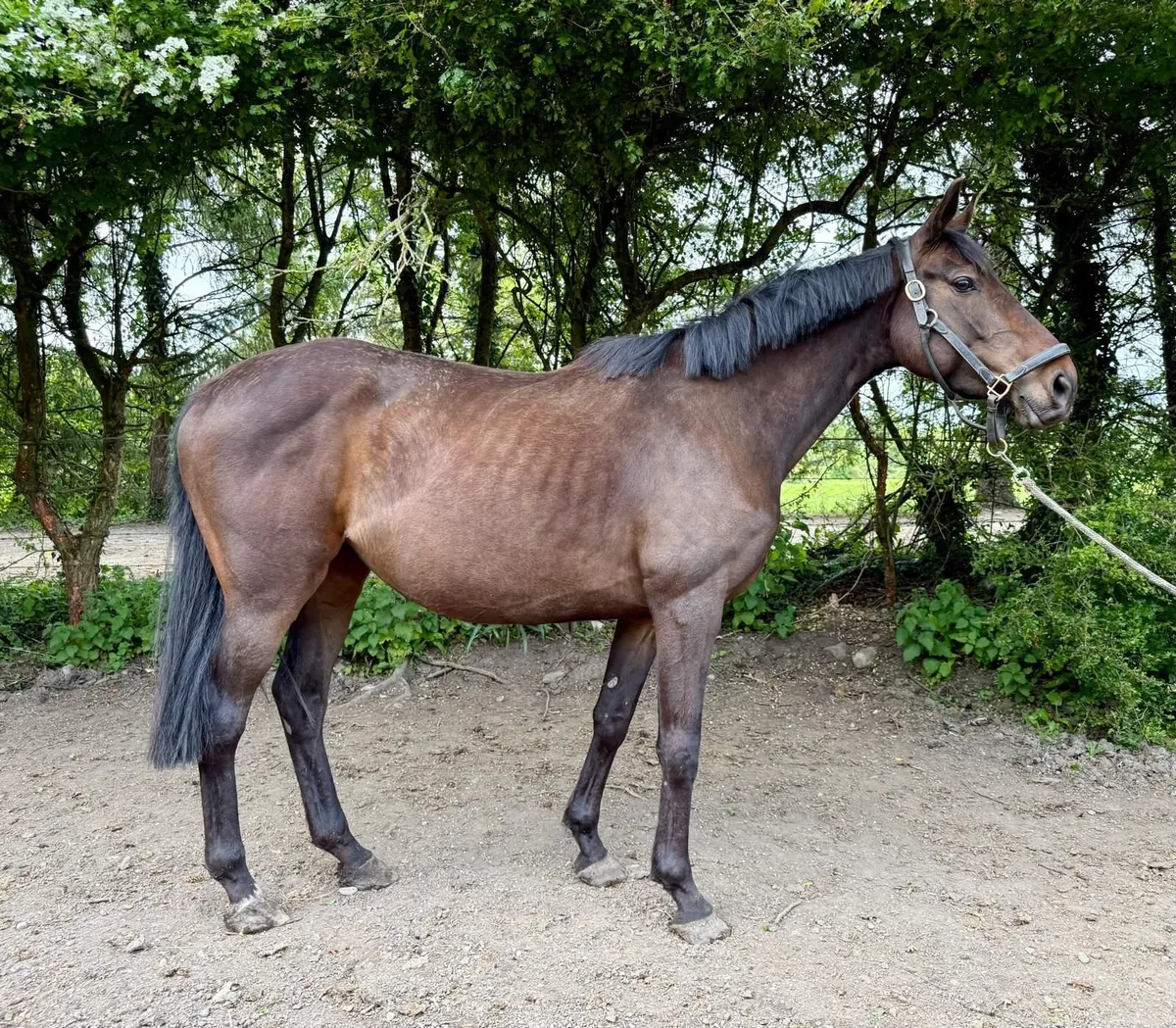 horse - Image 2