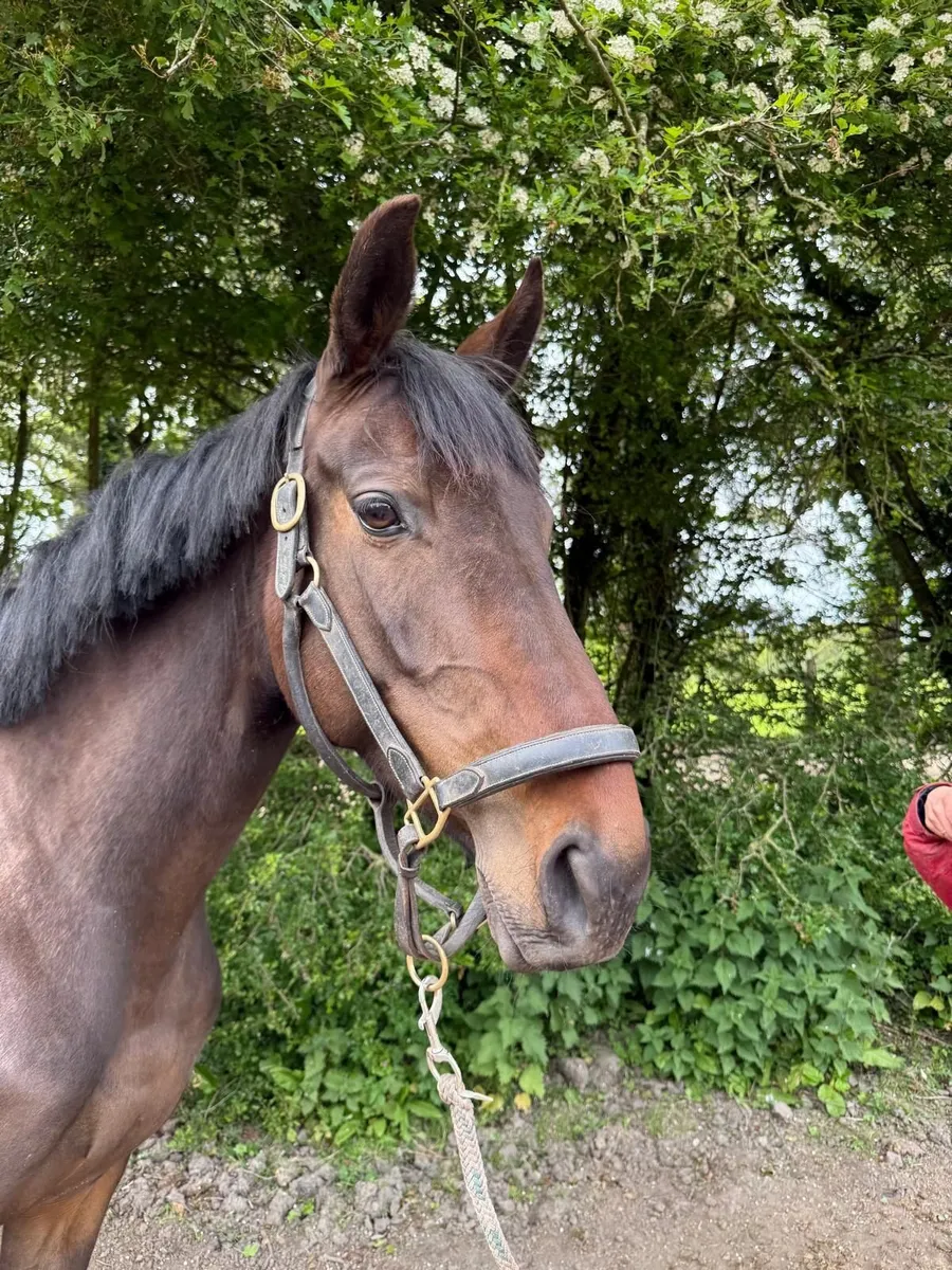 horse - Image 3