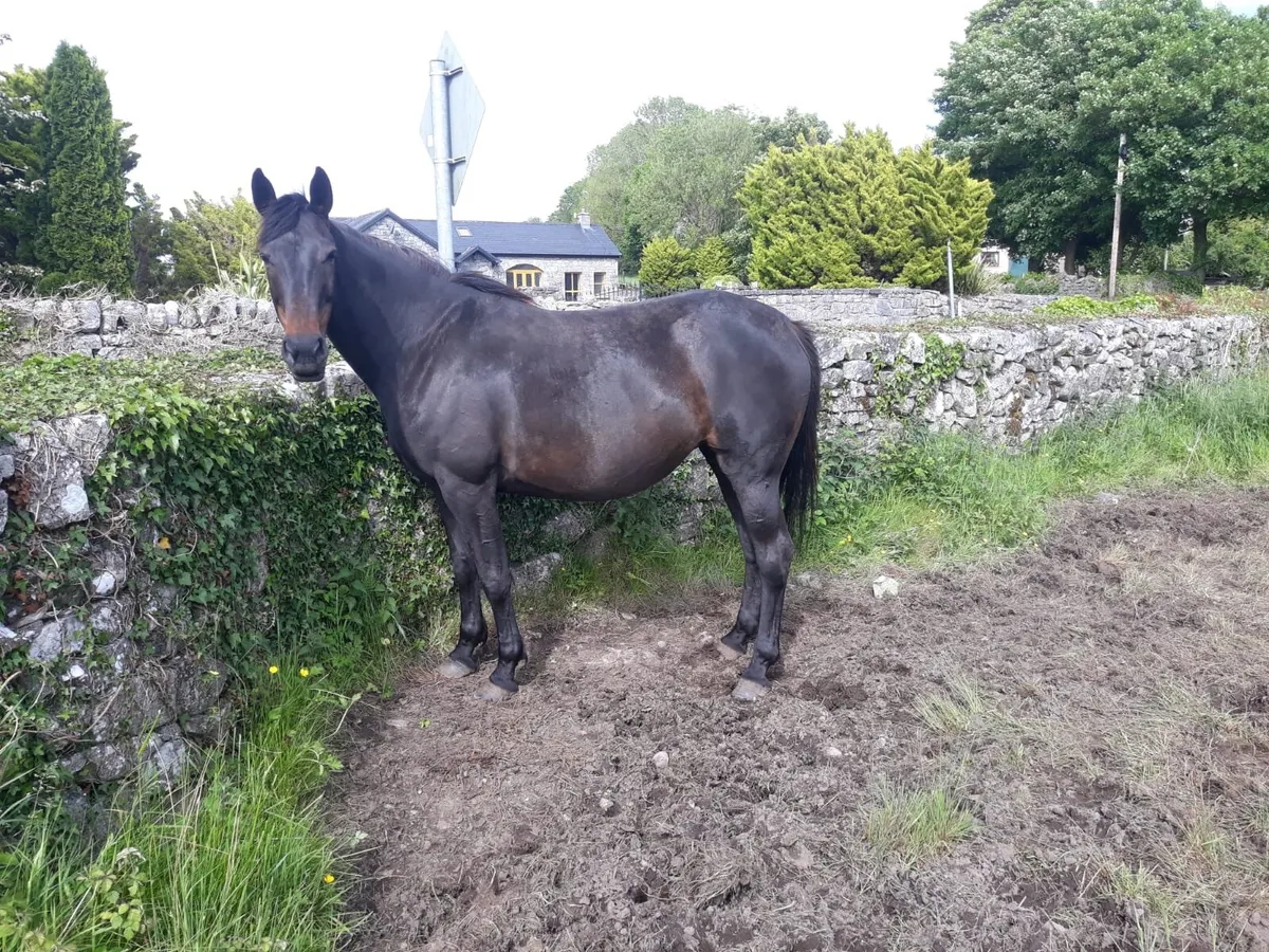 Horse - Image 1