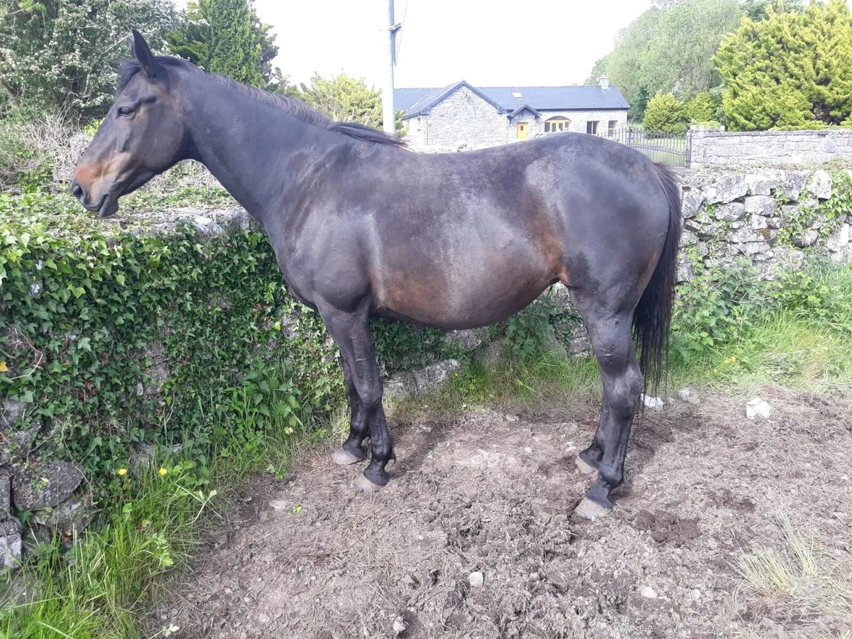 Horse - Image 2
