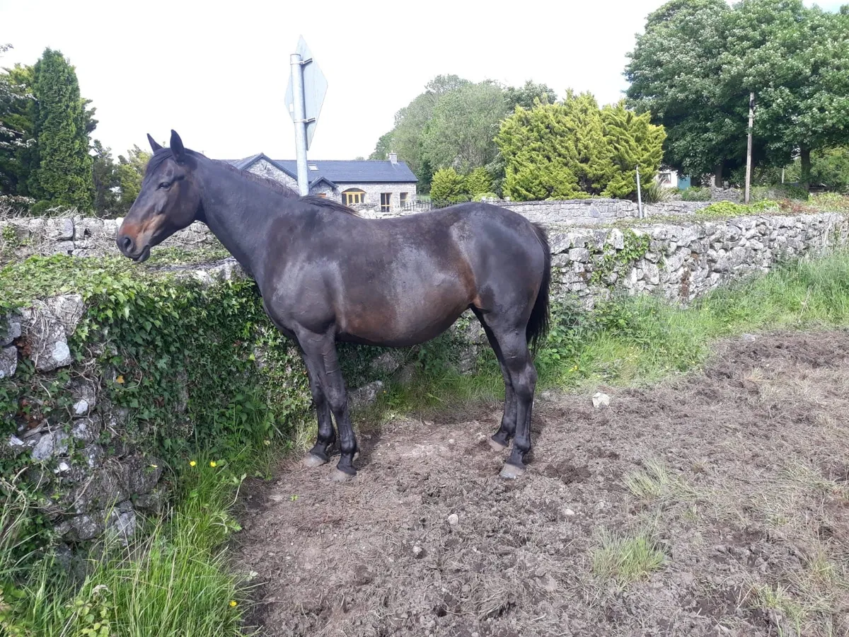 Horse - Image 3