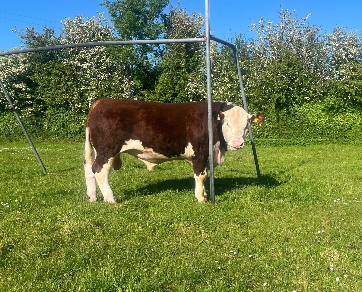 Pedigree Hereford Bull - Image 2