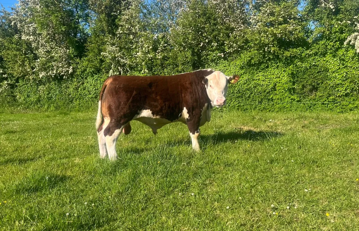 Pedigree Hereford Bull - Image 3