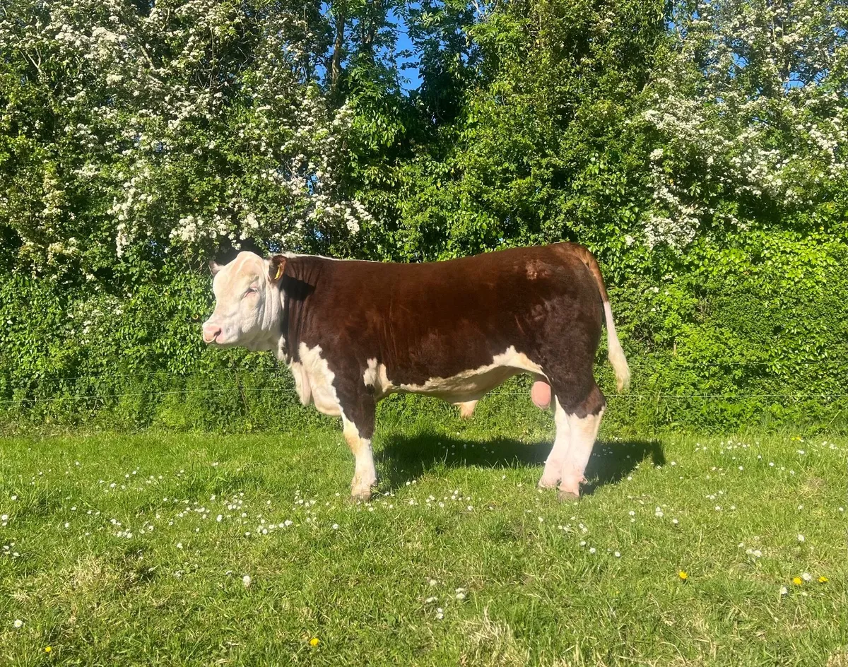 Pedigree Hereford Bull - Image 4