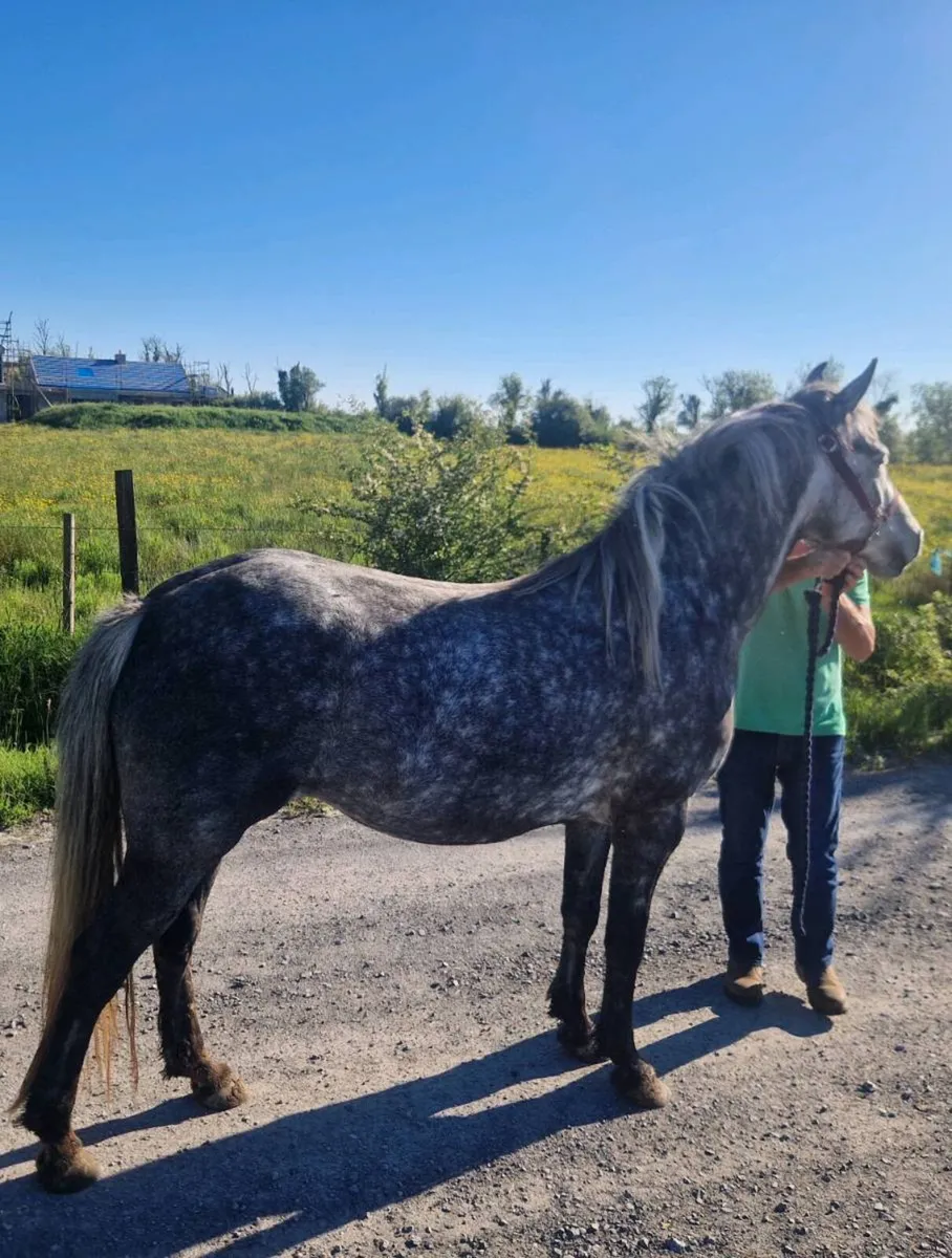 Connemara filly - Image 2