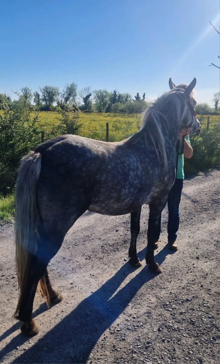Connemara filly - Image 3
